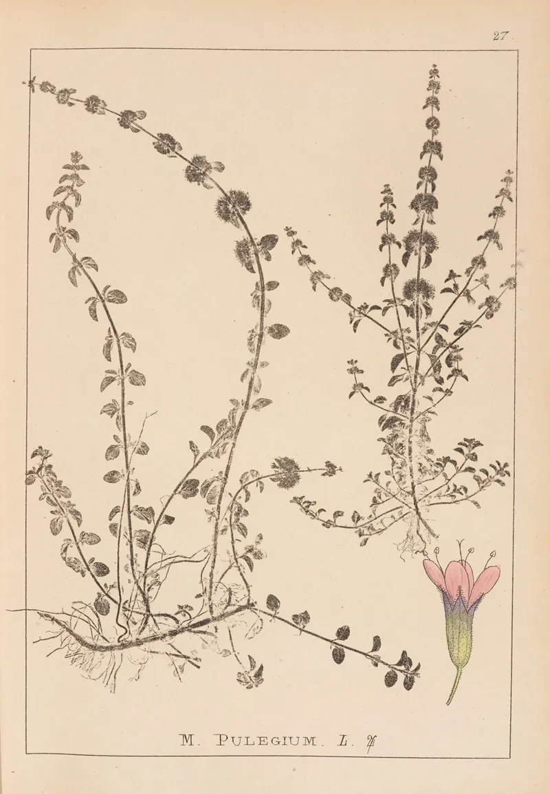 Herbier De La Flore Francaise Pl 0767 Wall Art by Louis Antoine Cusin - High-Resolution Digital Print
