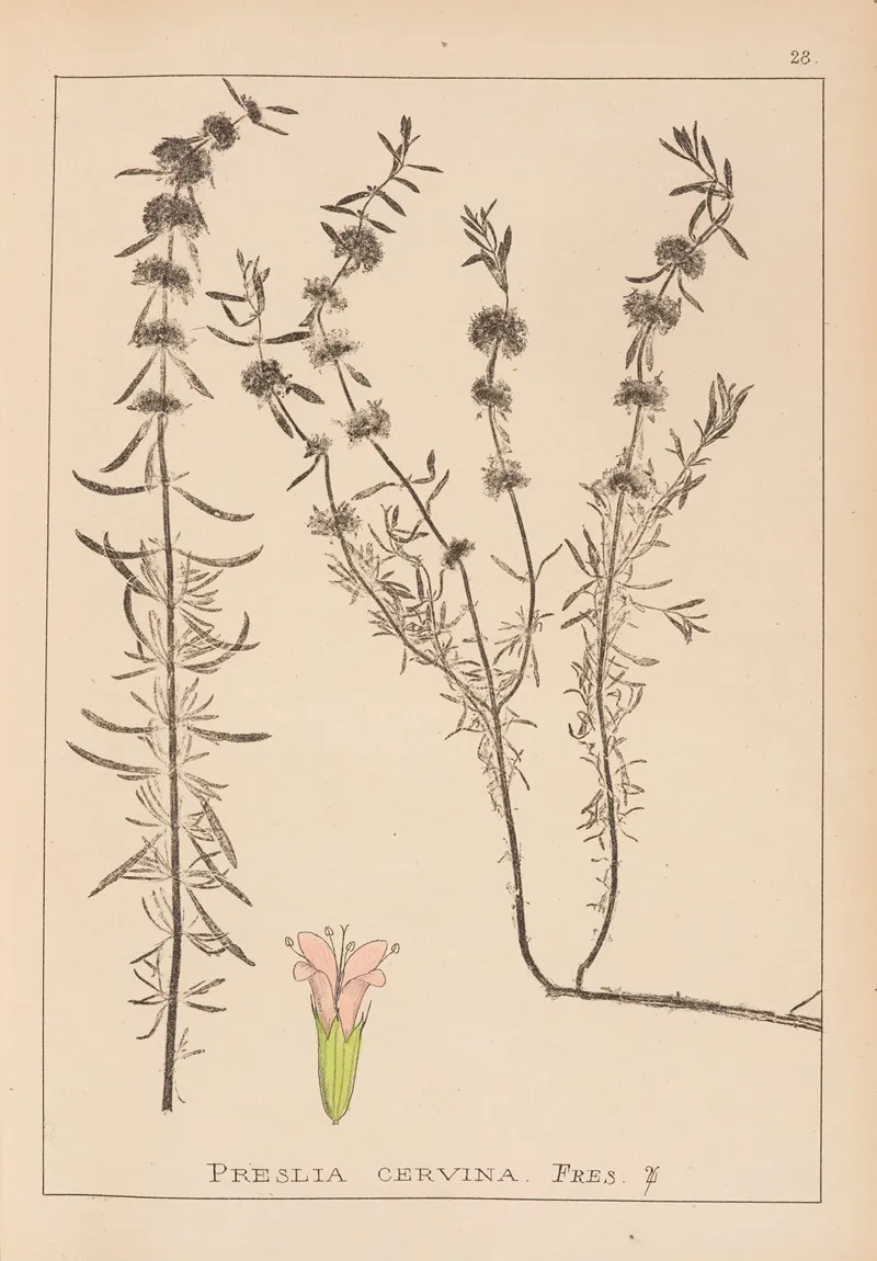 Herbier De La Flore Francaise Pl 0768 Wall Art by Louis Antoine Cusin - High-Resolution Digital Print