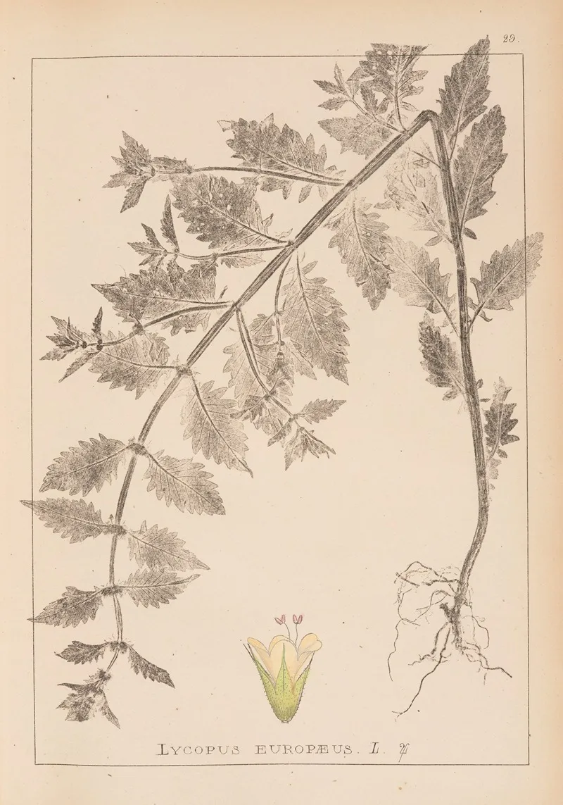 Herbier De La Flore Francaise Pl 0769 Wall Art by Louis Antoine Cusin - High-Resolution Digital Print