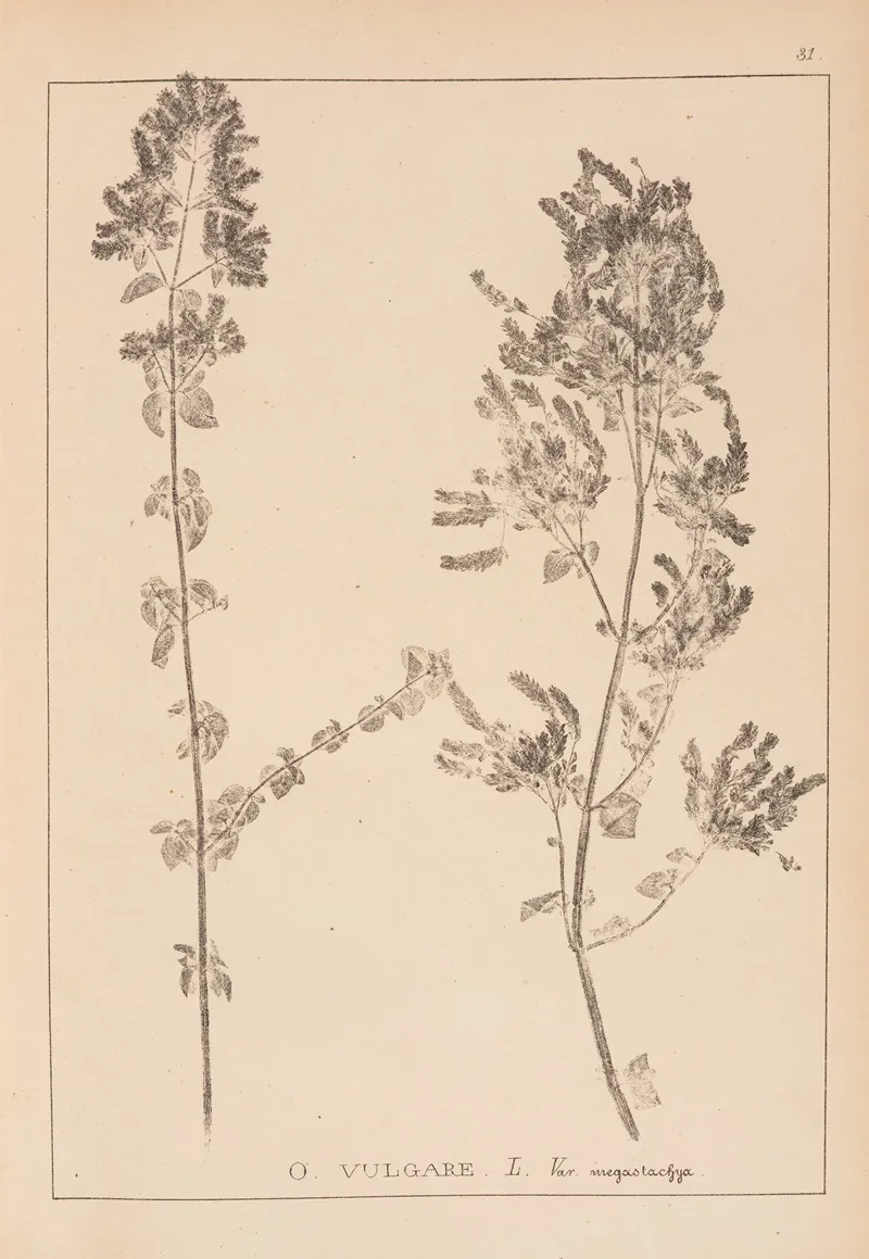 Herbier De La Flore Francaise Pl 0771 Wall Art by Louis Antoine Cusin - High-Resolution Digital Print