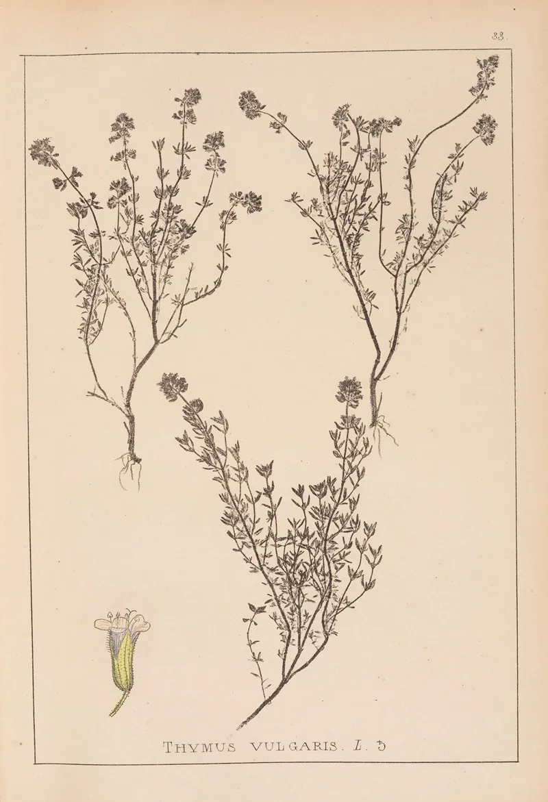 Herbier De La Flore Francaise Pl 0773 Wall Art by Louis Antoine Cusin - High-Resolution Digital Print