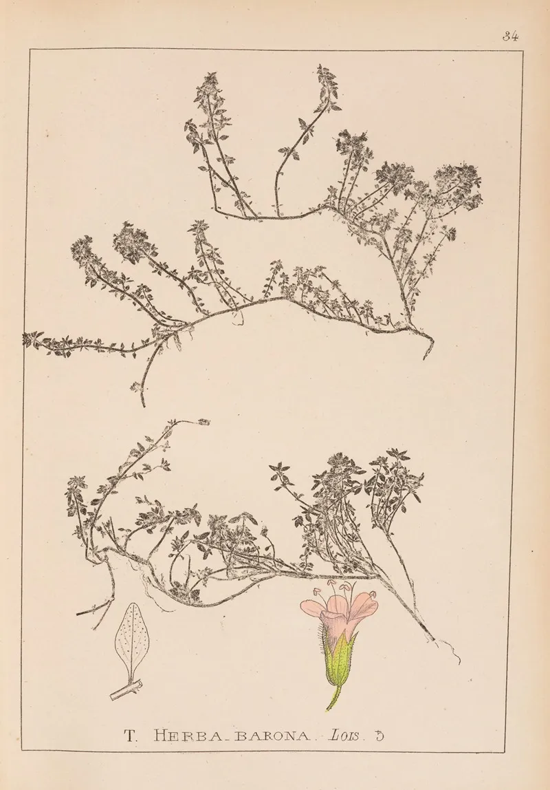 Herbier De La Flore Francaise Pl 0774 Wall Art by Louis Antoine Cusin - High-Resolution Digital Print