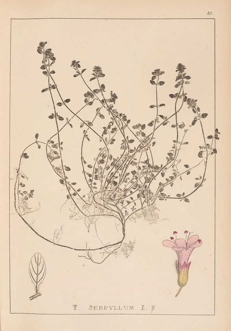 Herbier De La Flore Francaise Pl 0775 Wall Art by Louis Antoine Cusin - High-Resolution Digital Print