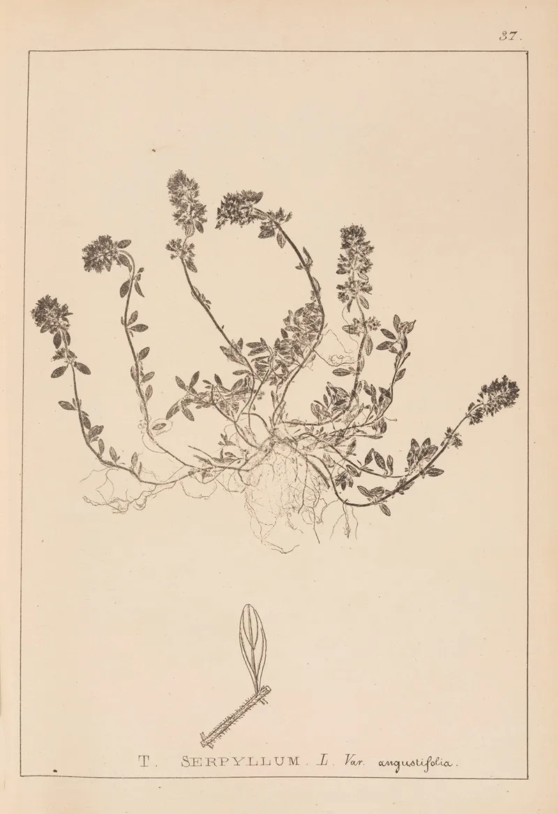 Herbier De La Flore Francaise Pl 0777 Wall Art by Louis Antoine Cusin - High-Resolution Digital Print