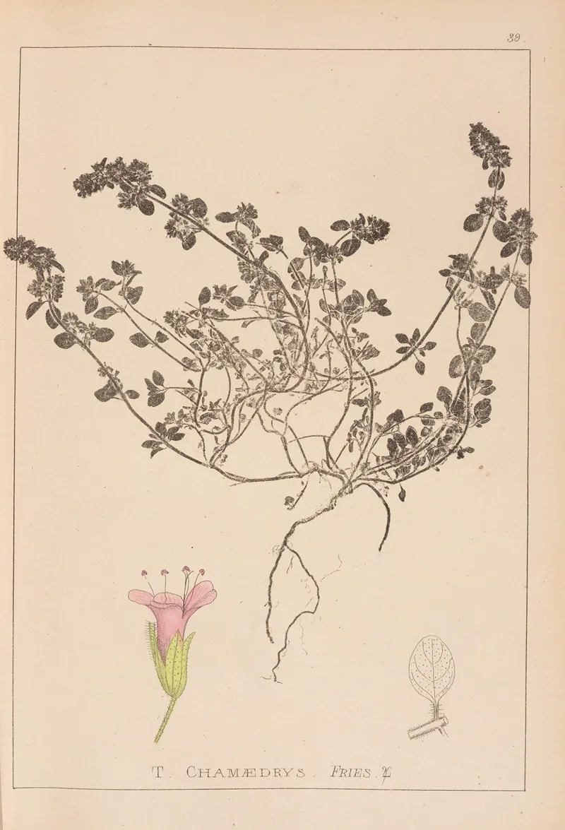Herbier De La Flore Francaise Pl 0779 Wall Art by Louis Antoine Cusin - High-Resolution Digital Print