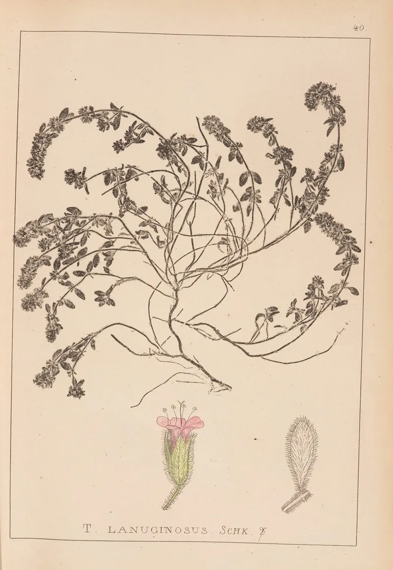 Herbier De La Flore Francaise Pl 0780 Wall Art by Louis Antoine Cusin - High-Resolution Digital Print