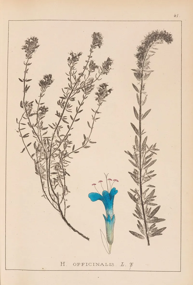 Herbier De La Flore Francaise Pl 0781 Wall Art by Louis Antoine Cusin - High-Resolution Digital Print