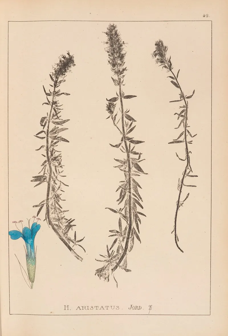 Herbier De La Flore Francaise Pl 0782 Wall Art by Louis Antoine Cusin - High-Resolution Digital Print