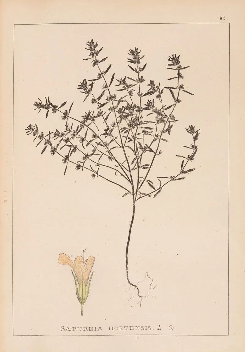 Herbier De La Flore Francaise Pl 0783 Wall Art by Louis Antoine Cusin - High-Resolution Digital Print