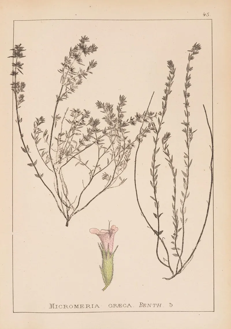 Herbier De La Flore Francaise Pl 0785 Wall Art by Louis Antoine Cusin - High-Resolution Digital Print