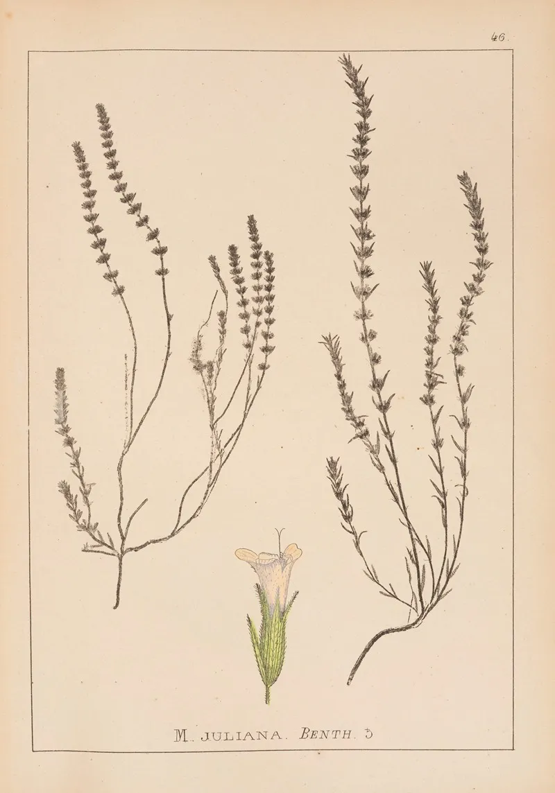 Herbier De La Flore Francaise Pl 0786 Wall Art by Louis Antoine Cusin - High-Resolution Digital Print