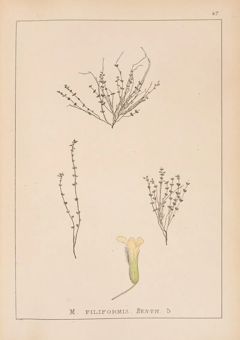 Herbier De La Flore Francaise Pl 0787 Wall Art by Louis Antoine Cusin - High-Resolution Digital Print