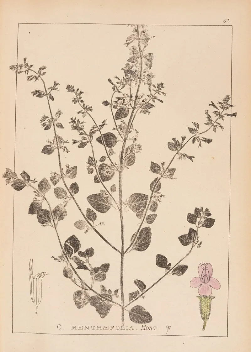 Herbier De La Flore Francaise Pl 0791 Wall Art by Louis Antoine Cusin - High-Resolution Digital Print