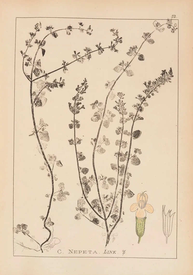 Herbier De La Flore Francaise Pl 0792 Wall Art by Louis Antoine Cusin - High-Resolution Digital Print