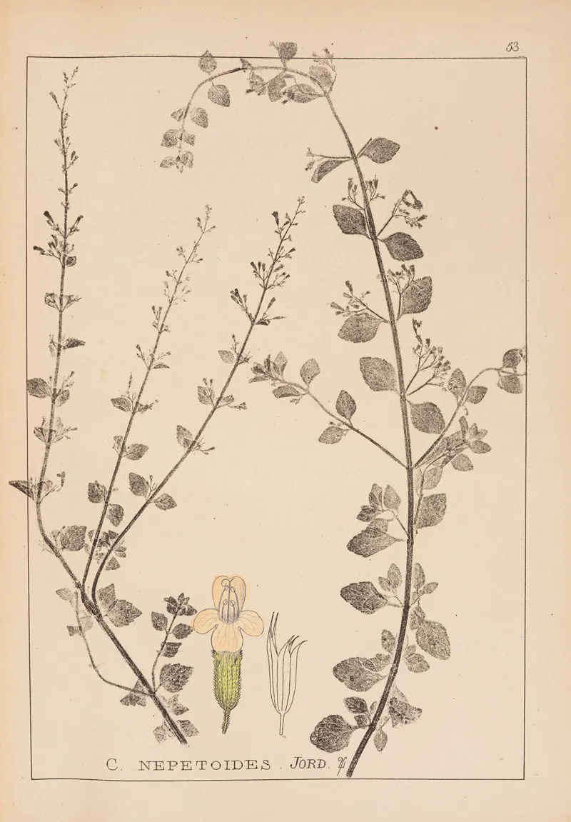 Herbier De La Flore Francaise Pl 0793 Wall Art by Louis Antoine Cusin - High-Resolution Digital Print