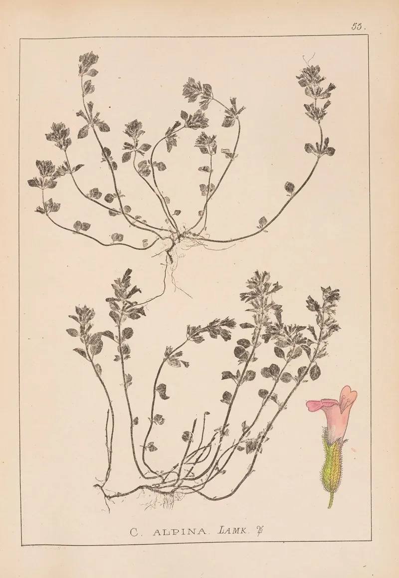Herbier De La Flore Francaise Pl 0795 Wall Art by Louis Antoine Cusin - High-Resolution Digital Print