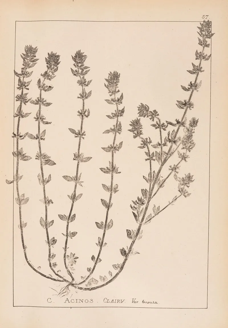 Herbier De La Flore Francaise Pl 0797 Wall Art by Louis Antoine Cusin - High-Resolution Digital Print