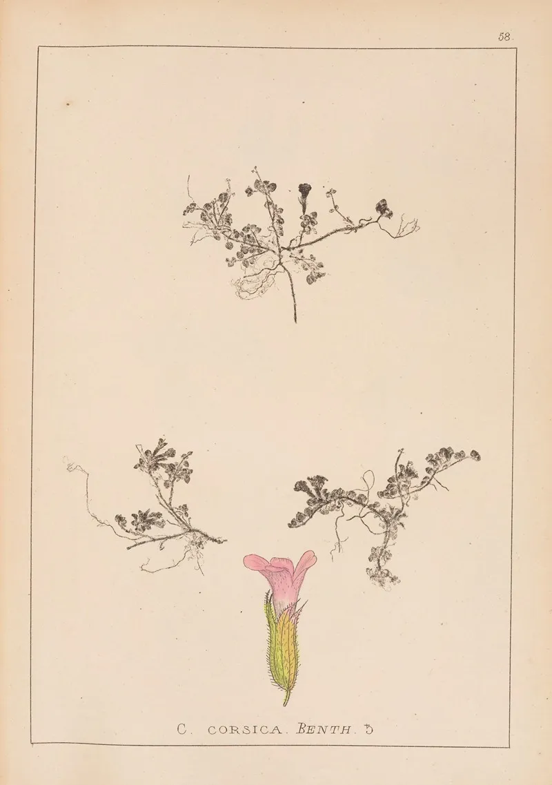 Herbier De La Flore Francaise Pl 0798 Wall Art by Louis Antoine Cusin - High-Resolution Digital Print