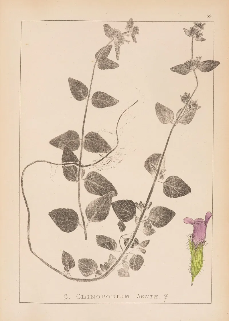 Herbier De La Flore Francaise Pl 0799 Wall Art by Louis Antoine Cusin - High-Resolution Digital Print