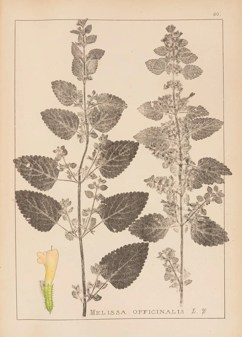 Herbier De La Flore Francaise Pl 0800 Wall Art by Louis Antoine Cusin - High-Resolution Digital Print
