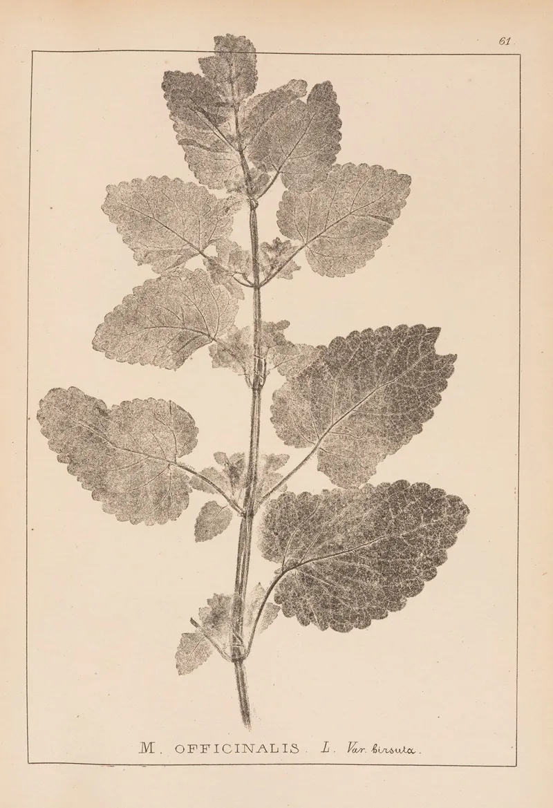 Herbier De La Flore Francaise Pl 0801 Wall Art by Louis Antoine Cusin - High-Resolution Digital Print