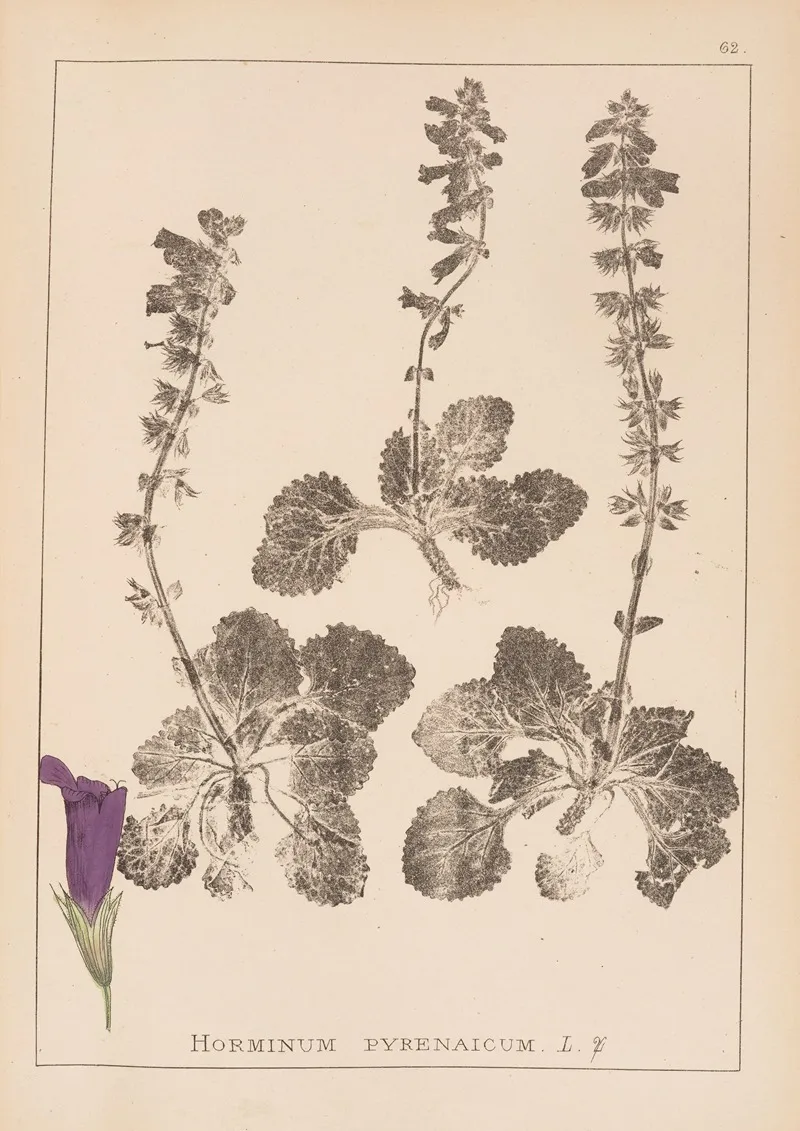 Herbier De La Flore Francaise Pl 0802 Wall Art by Louis Antoine Cusin - High-Resolution Digital Print