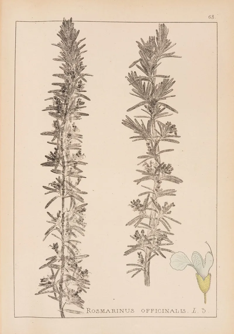 Herbier De La Flore Francaise Pl 0803 Wall Art by Louis Antoine Cusin - High-Resolution Digital Print