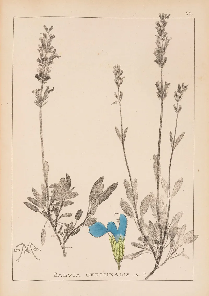 Herbier De La Flore Francaise Pl 0804 Wall Art by Louis Antoine Cusin - High-Resolution Digital Print