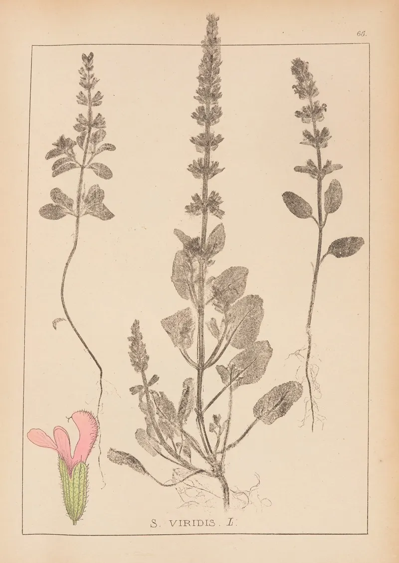 Herbier De La Flore Francaise Pl 0805 Wall Art by Louis Antoine Cusin - High-Resolution Digital Print