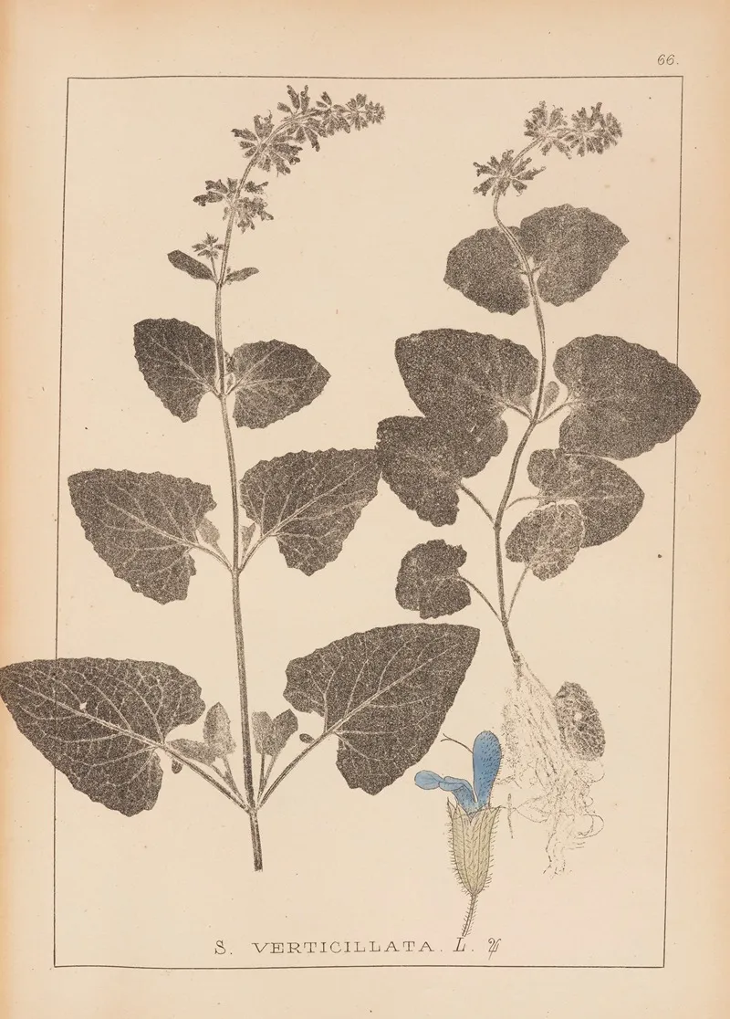 Herbier De La Flore Francaise Pl 0806 Wall Art by Louis Antoine Cusin - High-Resolution Digital Print