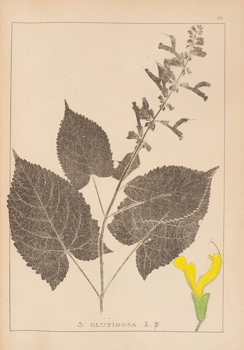 Herbier De La Flore Francaise Pl 0809 Wall Art by Louis Antoine Cusin - High-Resolution Digital Print