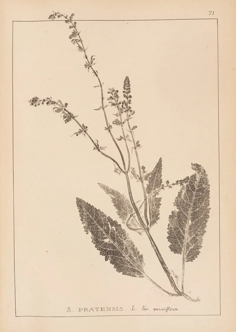 Herbier De La Flore Francaise Pl 0811 Wall Art by Louis Antoine Cusin - High-Resolution Digital Print