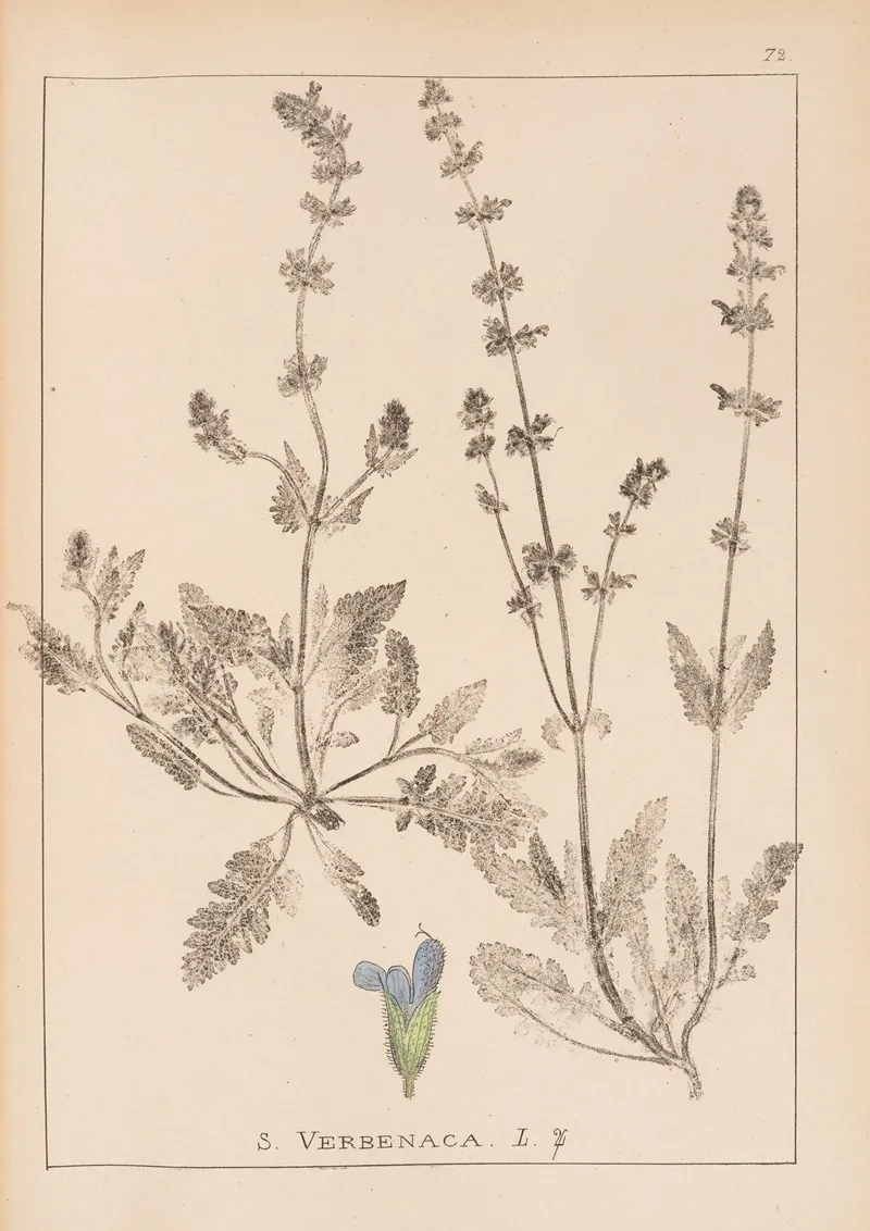 Herbier De La Flore Francaise Pl 0812 Wall Art by Louis Antoine Cusin - High-Resolution Digital Print