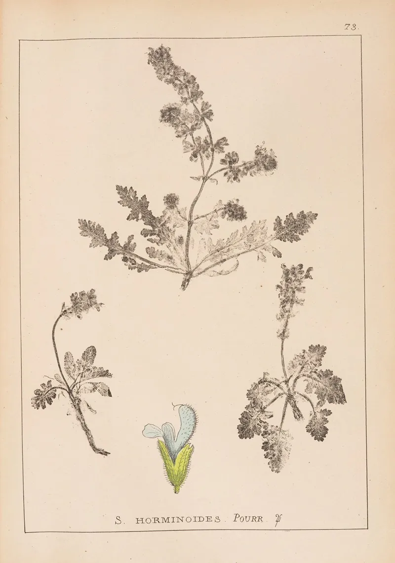 Herbier De La Flore Francaise Pl 0813 Wall Art by Louis Antoine Cusin - High-Resolution Digital Print