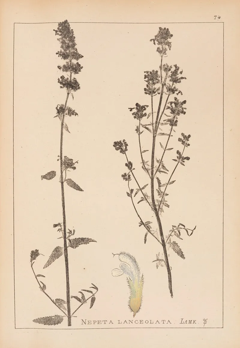 Herbier De La Flore Francaise Pl 0814 Wall Art by Louis Antoine Cusin - High-Resolution Digital Print