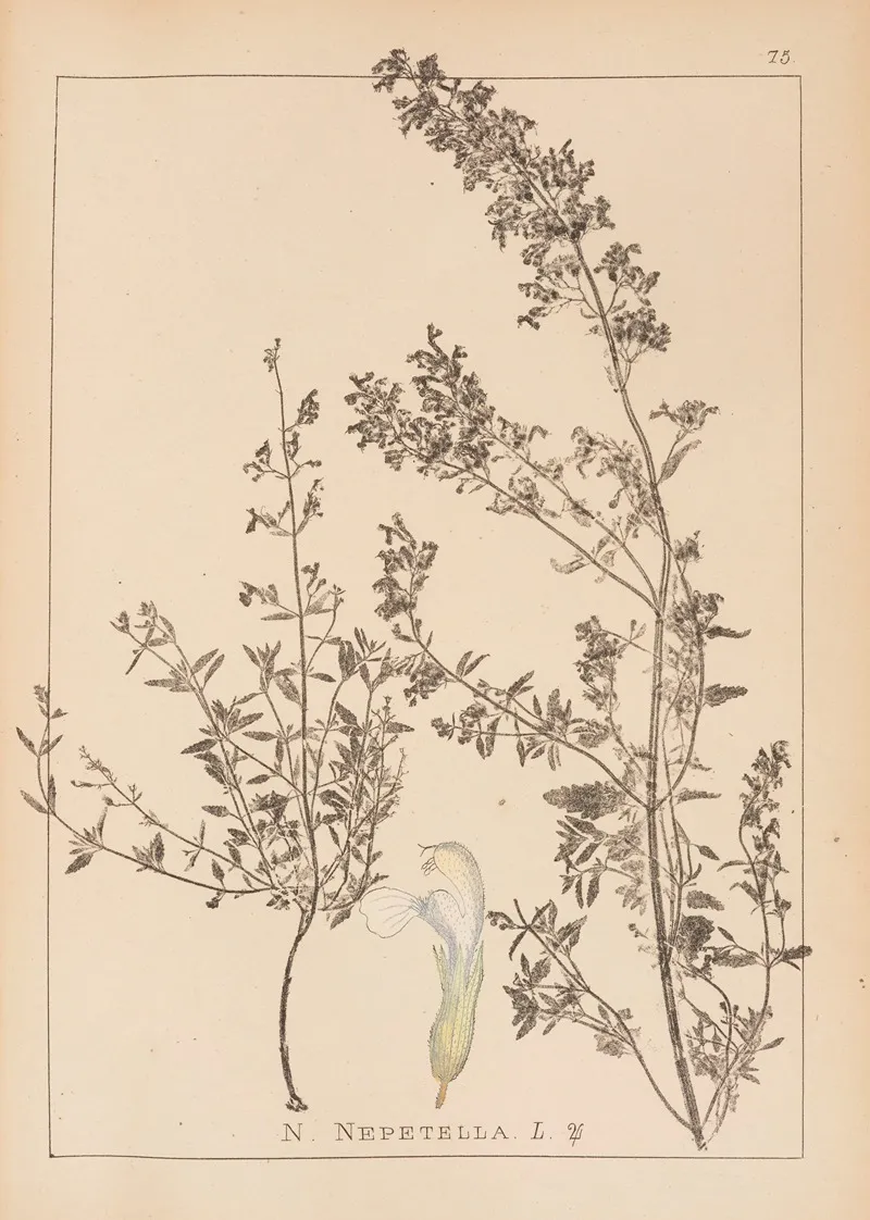 Herbier De La Flore Francaise Pl 0815 Wall Art by Louis Antoine Cusin - High-Resolution Digital Print