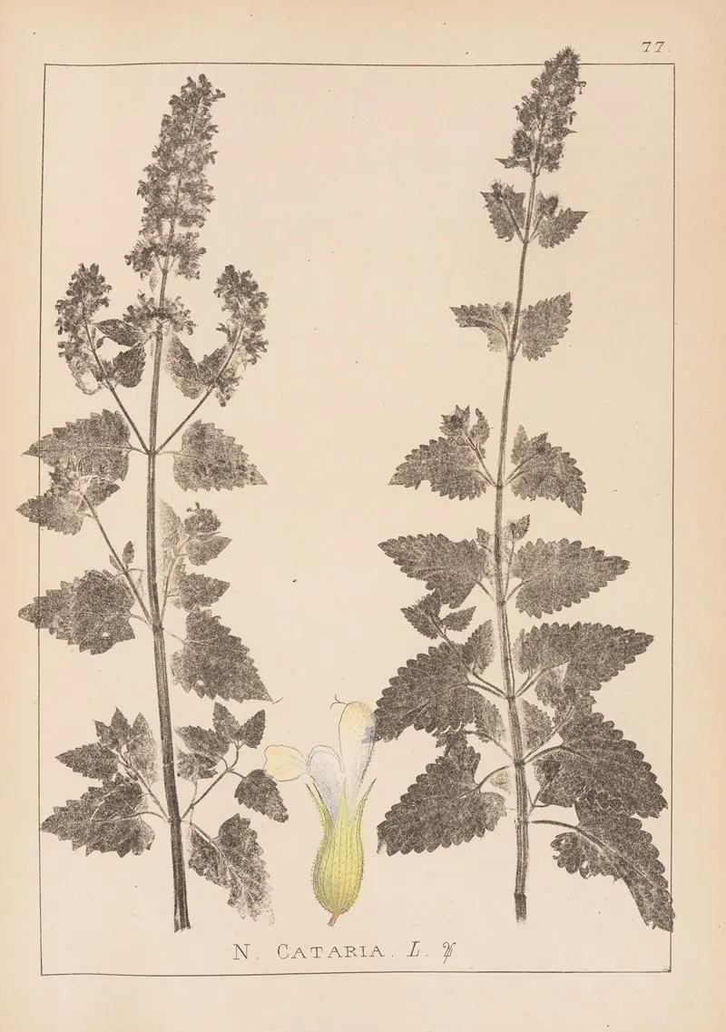 Herbier De La Flore Francaise Pl 0817 Wall Art by Louis Antoine Cusin - High-Resolution Digital Print