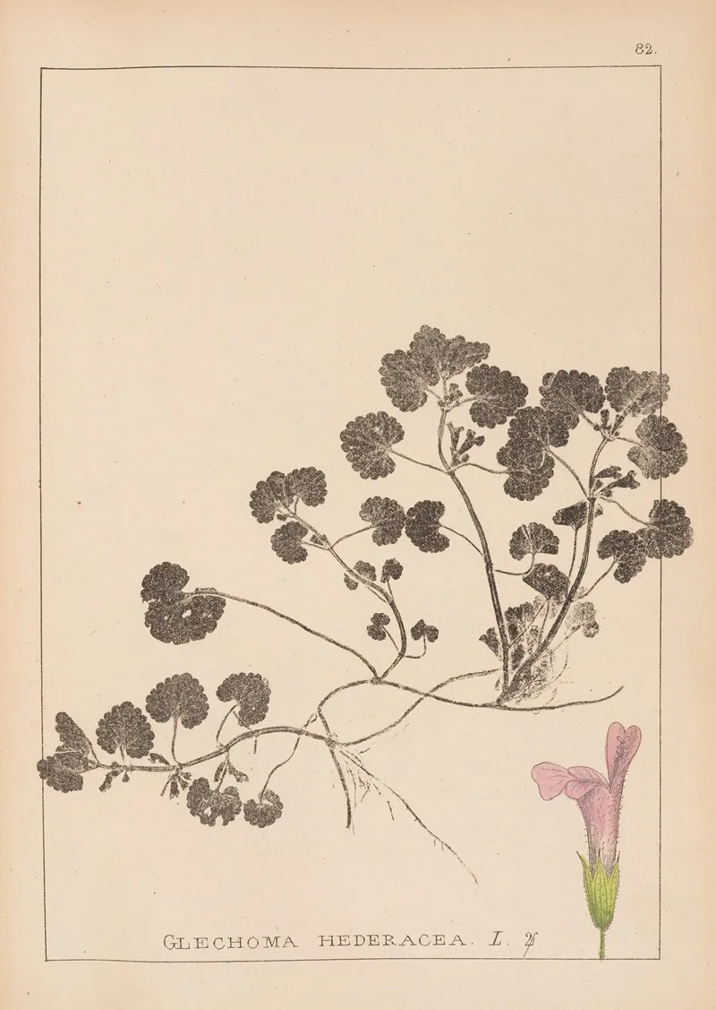 Herbier De La Flore Francaise Pl 0822 Wall Art by Louis Antoine Cusin - High-Resolution Digital Print