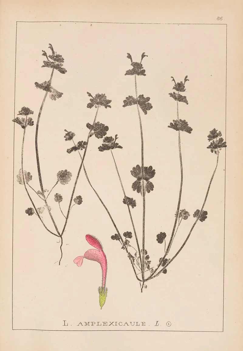 Herbier De La Flore Francaise Pl 0825 Wall Art by Louis Antoine Cusin - High-Resolution Digital Print
