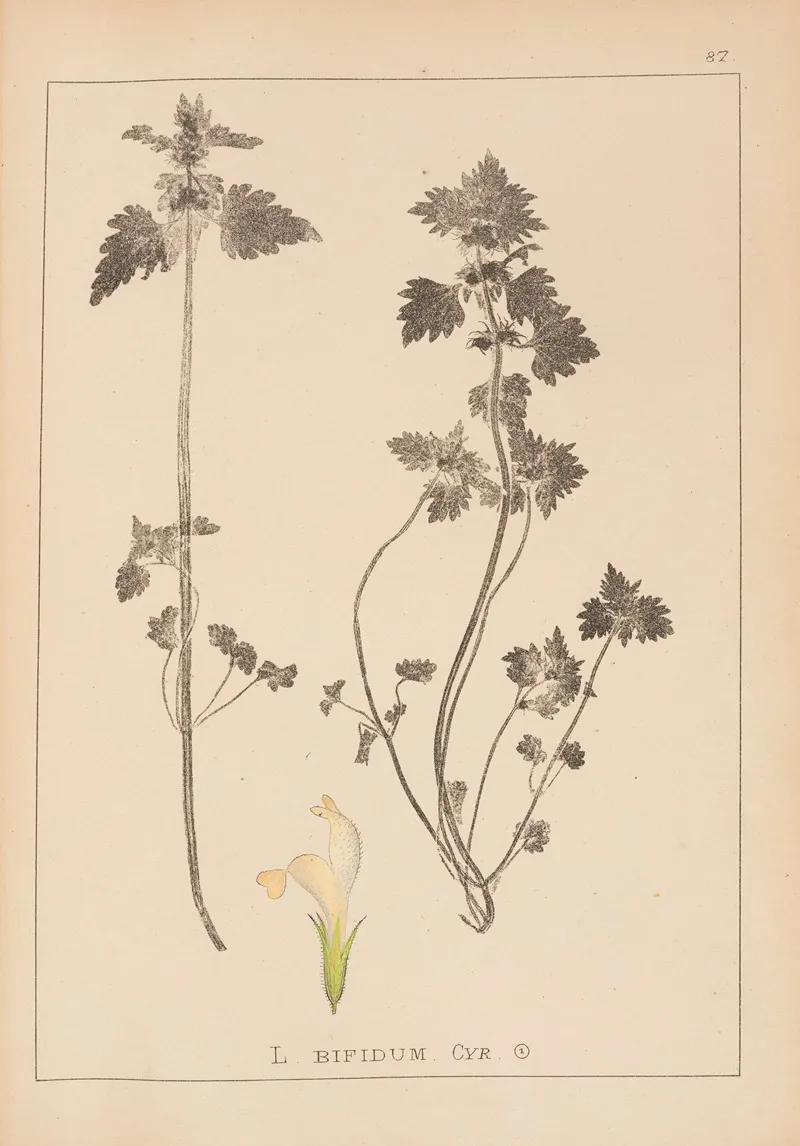 Herbier De La Flore Francaise Pl 0826 Wall Art by Louis Antoine Cusin - High-Resolution Digital Print