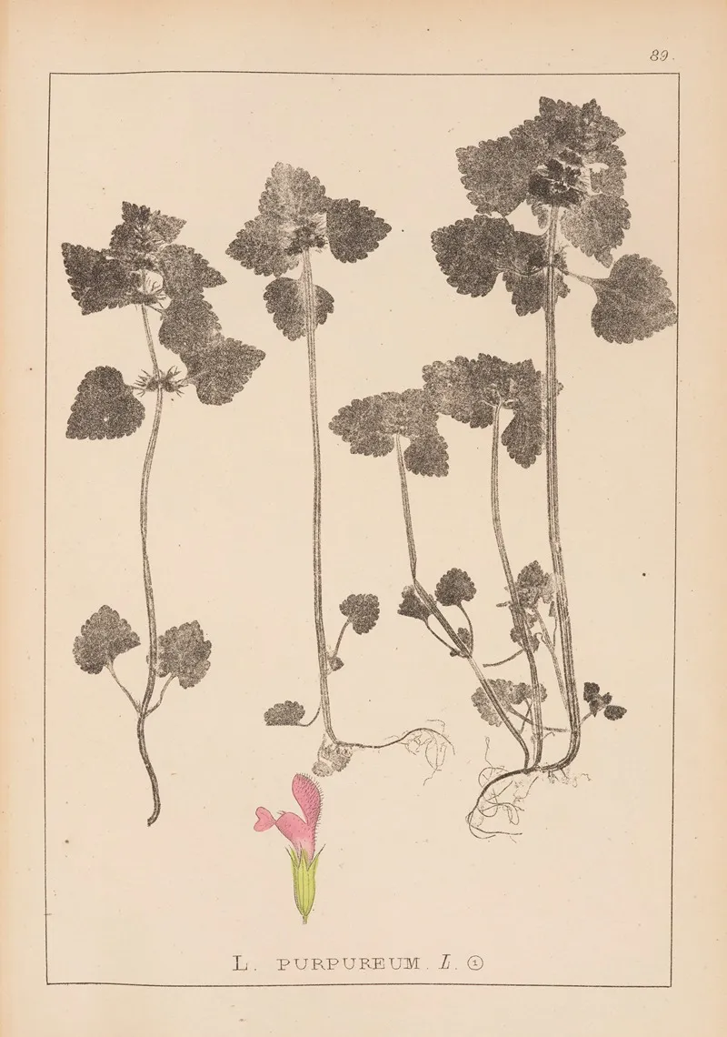 Herbier De La Flore Francaise Pl 0828 Wall Art by Louis Antoine Cusin - High-Resolution Digital Print
