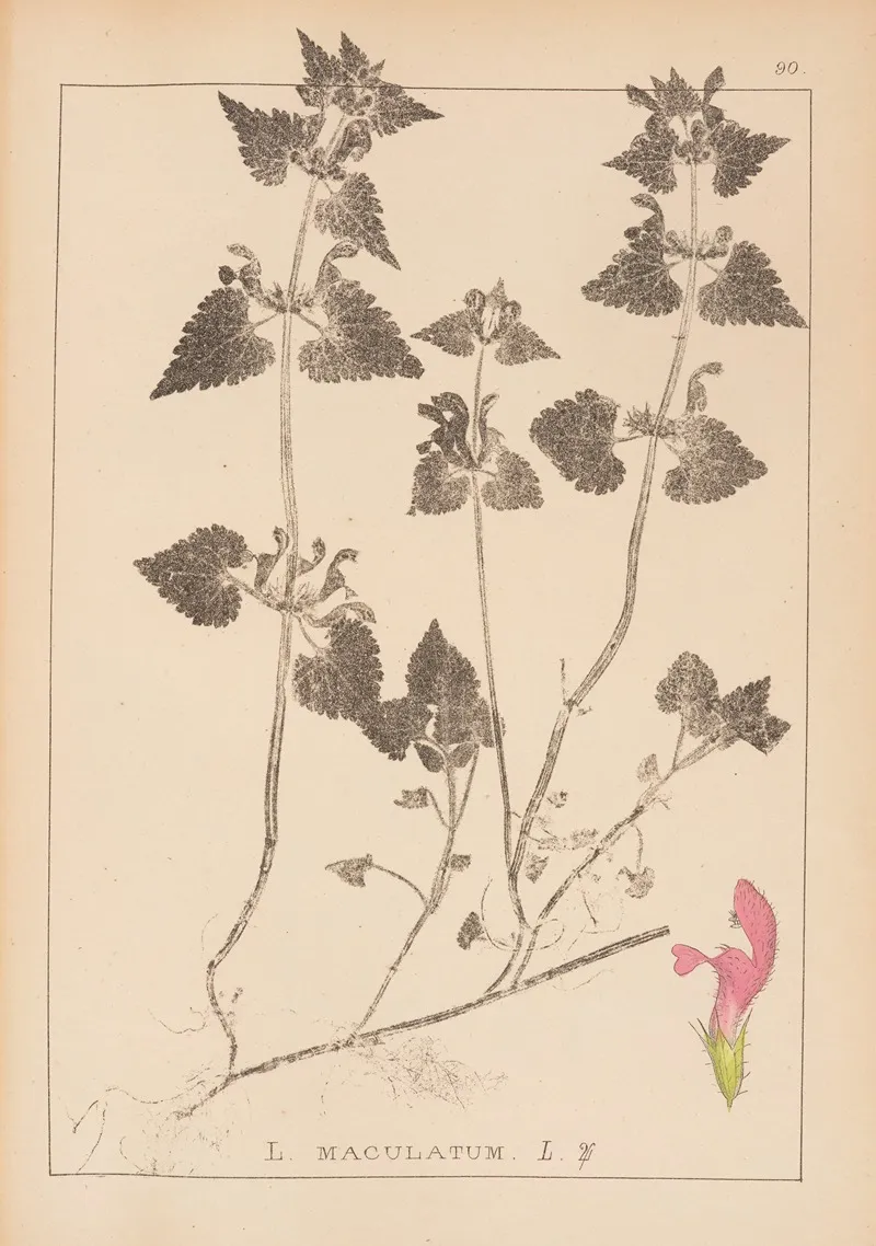 Herbier De La Flore Francaise Pl 0829 Wall Art by Louis Antoine Cusin - High-Resolution Digital Print