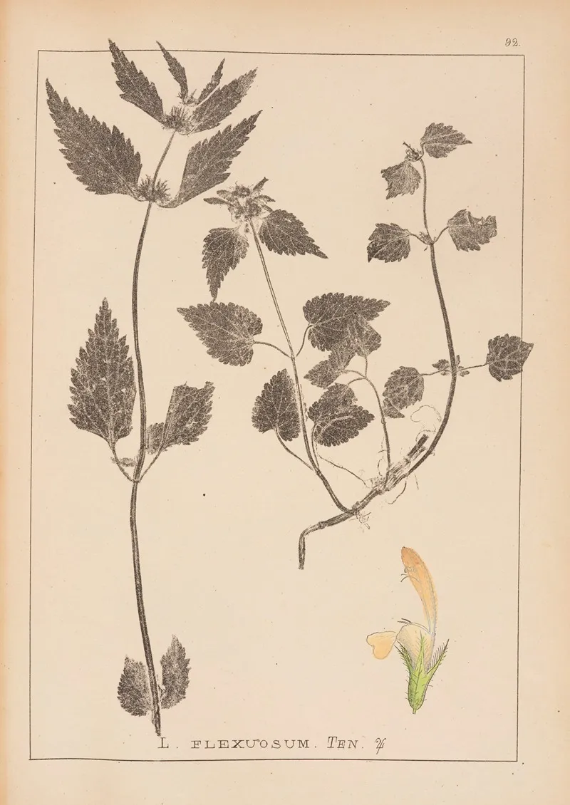 Herbier De La Flore Francaise Pl 0831 Wall Art by Louis Antoine Cusin - High-Resolution Digital Print