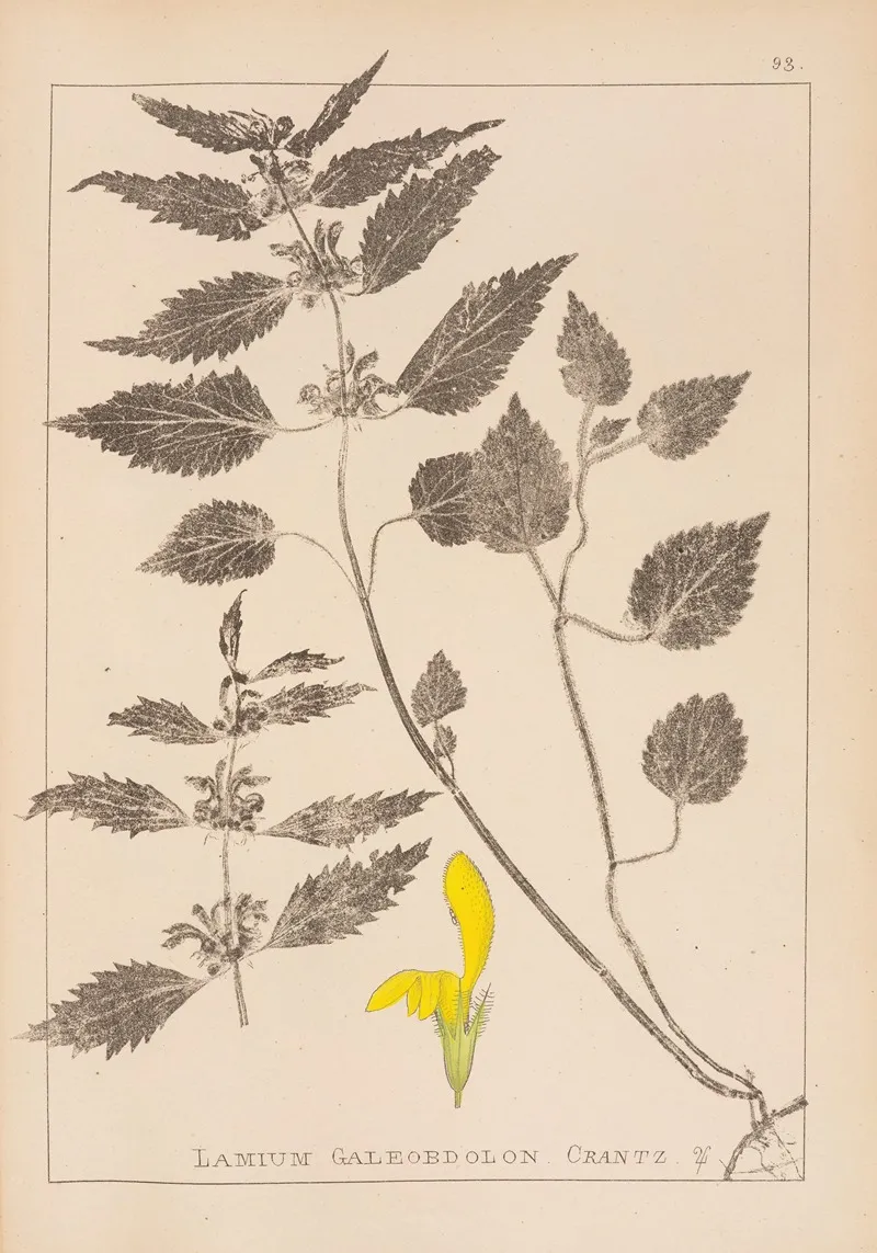 Herbier De La Flore Francaise Pl 0832 Wall Art by Louis Antoine Cusin - High-Resolution Digital Print