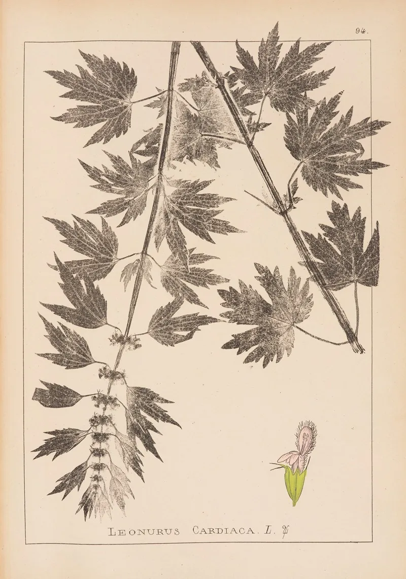 Herbier De La Flore Francaise Pl 0833 Wall Art by Louis Antoine Cusin - High-Resolution Digital Print
