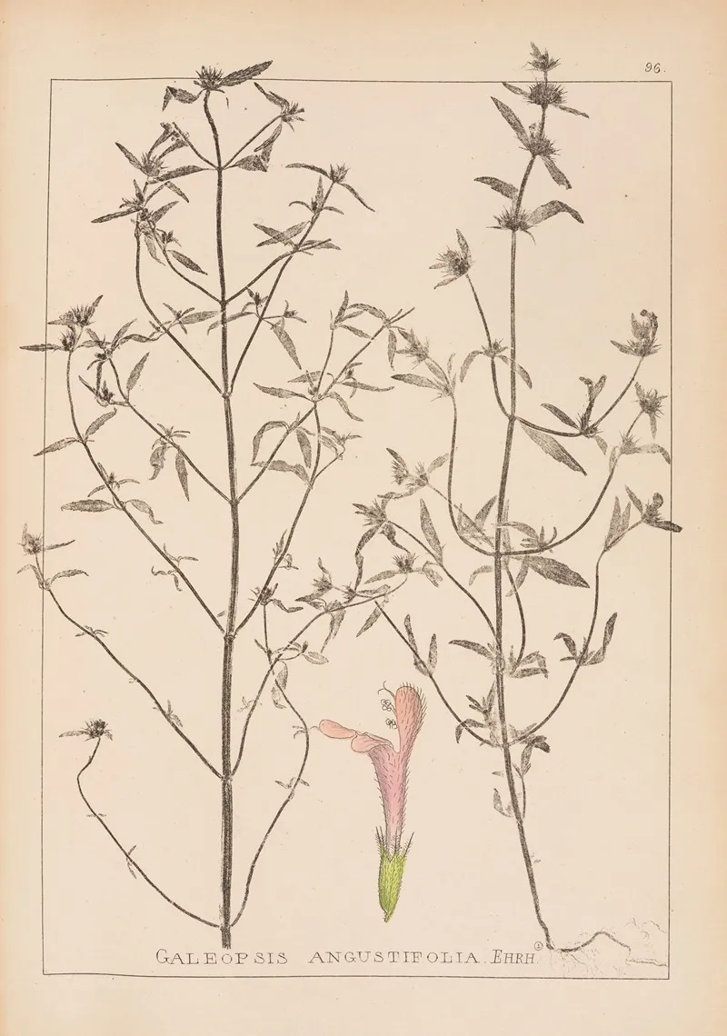 Herbier De La Flore Francaise Pl 0835 Wall Art by Louis Antoine Cusin - High-Resolution Digital Print