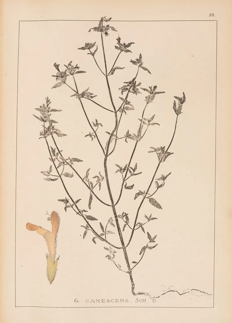 Herbier De La Flore Francaise Pl 0837 Wall Art by Louis Antoine Cusin - High-Resolution Digital Print