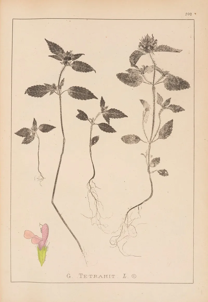 Herbier De La Flore Francaise Pl 0840 Wall Art by Louis Antoine Cusin - High-Resolution Digital Print