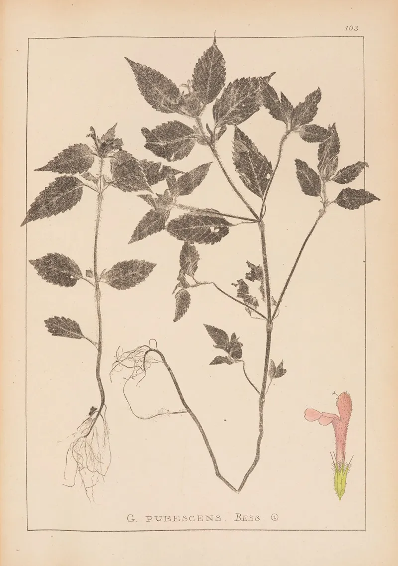 Herbier De La Flore Francaise Pl 0841 Wall Art by Louis Antoine Cusin - High-Resolution Digital Print