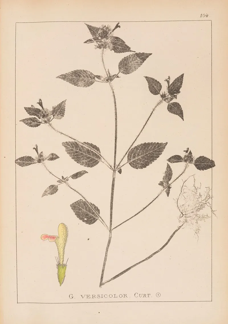 Herbier De La Flore Francaise Pl 0842 Wall Art by Louis Antoine Cusin - High-Resolution Digital Print